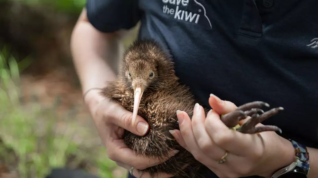 Neuseeland verliert viele Kiwis. Die Organisation Save the Kiwi hilft den Tieren deshalb. - Bild: Madison Farrant/Save the Kiwi/dpa