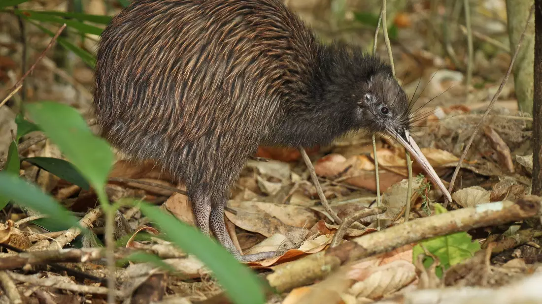Der Schnabel hilft den Kiwis bei der Nahrungssuche. - Bild: Ruud Kleinpaste/Save the Kiwi/dpa