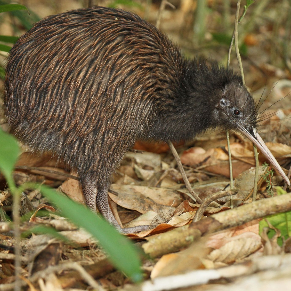 Der Schnabel hilft den Kiwis bei der Nahrungssuche. - Foto: Ruud Kleinpaste/Save the Kiwi/dpa