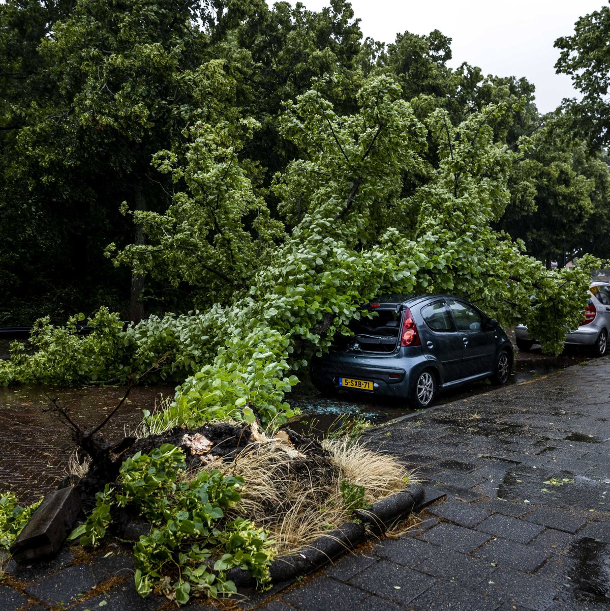 Umgestürzter Baum auf einem Auto im niederländischen Haarlem. - Foto: Remko De Waal/ANP/dpa