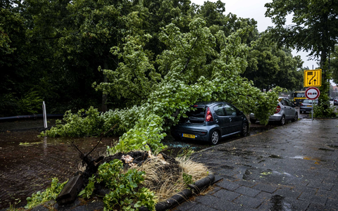 Umgestürzter Baum auf einem Auto im niederländischen Haarlem. - Foto: Remko De Waal/ANP/dpa
