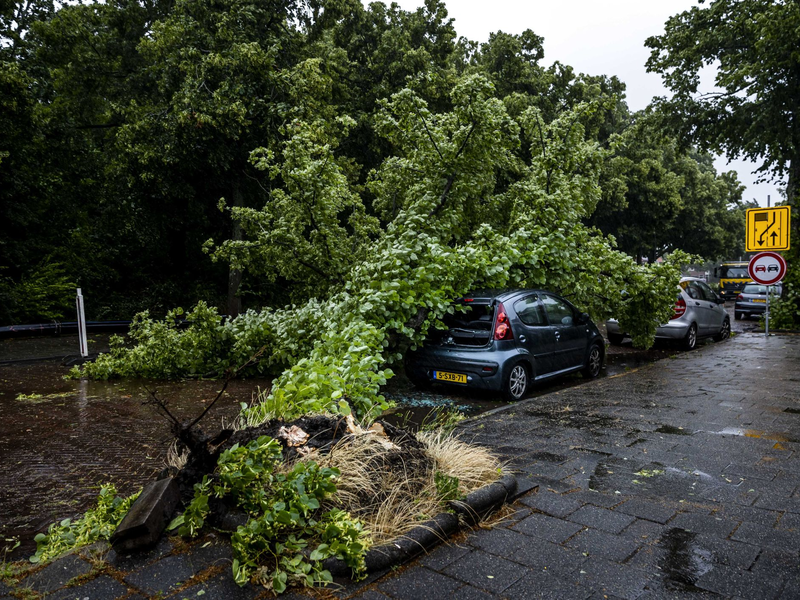 Umgestürzter Baum auf einem Auto im niederländischen Haarlem. - Foto: Remko De Waal/ANP/dpa