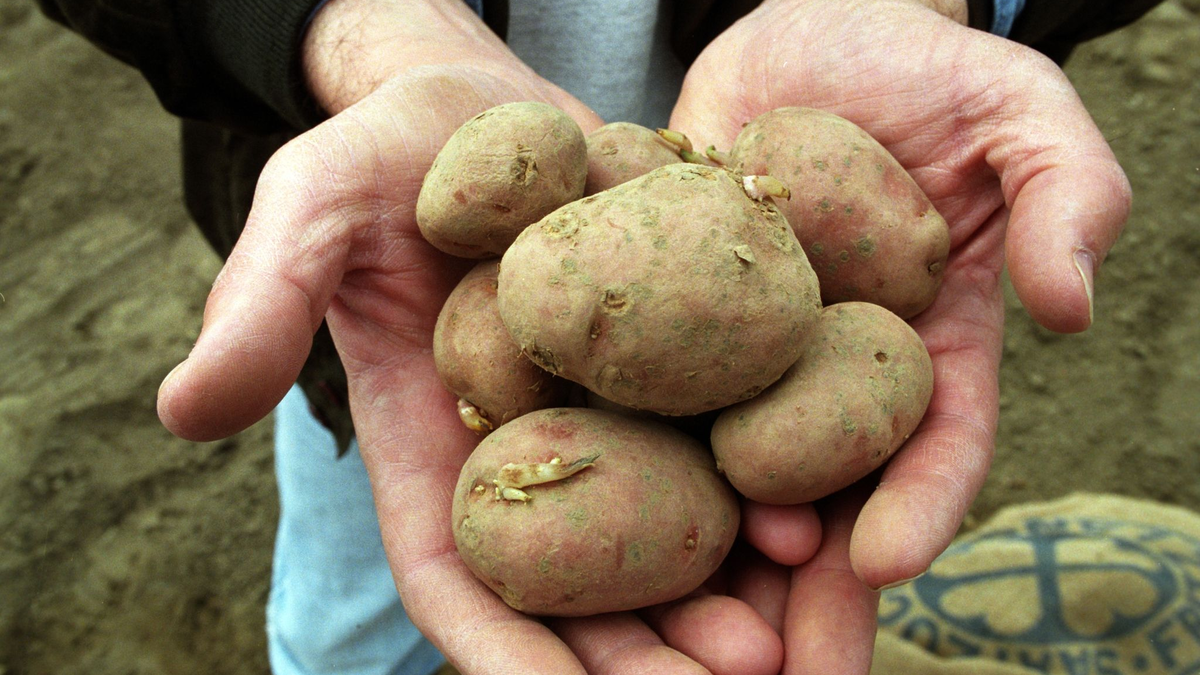Äußerlich nicht von «normalen» Knollen zu unterscheiden sind diese gentechnisch veränderten Kartoffeln, die vom Max-Planck-Institut für Molekulare Pflanzenphysiologie in Golm bei Potsdam auf einer Versuchsfläche in die Erde gebracht werden. - Foto: Jens Kalaene/dpa-Zentralbild/dpa