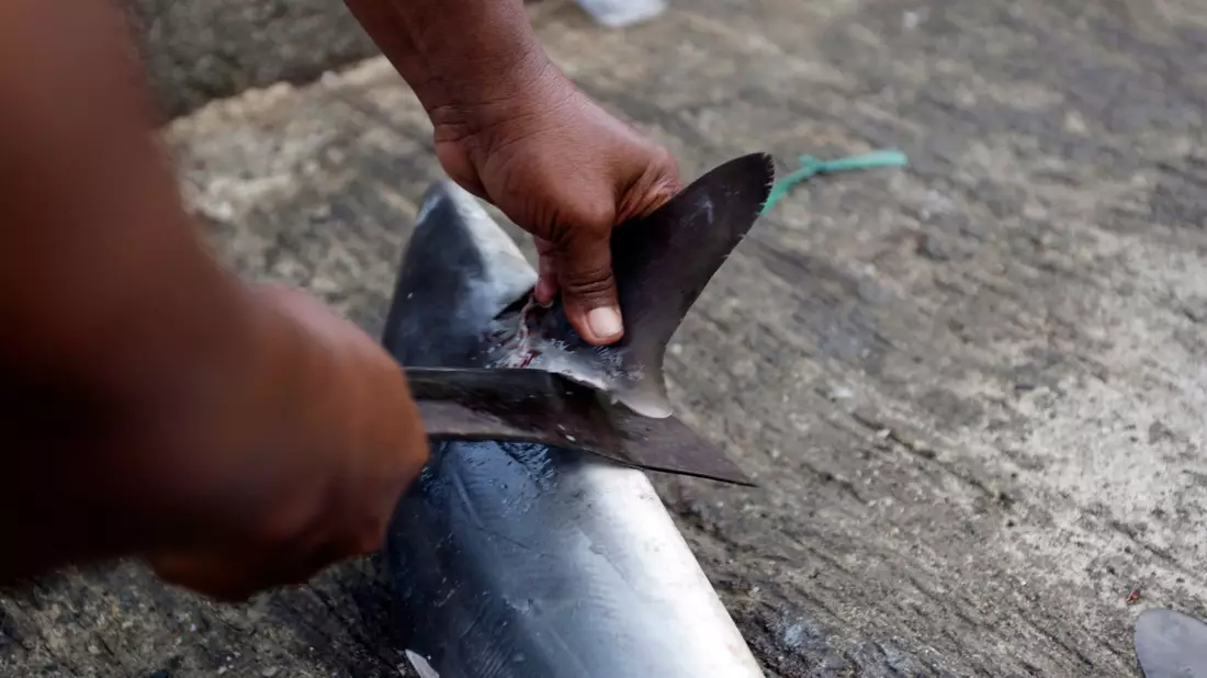 Ein Händler schneidet auf einem traditionellen Fischmarkt in Lampulo, Indonesien, die Flosse eines Haifisches ab. Zumindest in der EU sollen Haie künftig besser vor einem qualvollen Tod geschützt werden - die Praxis des Finning wird EU-weit verboten. - Bild: picture alliance / dpa
