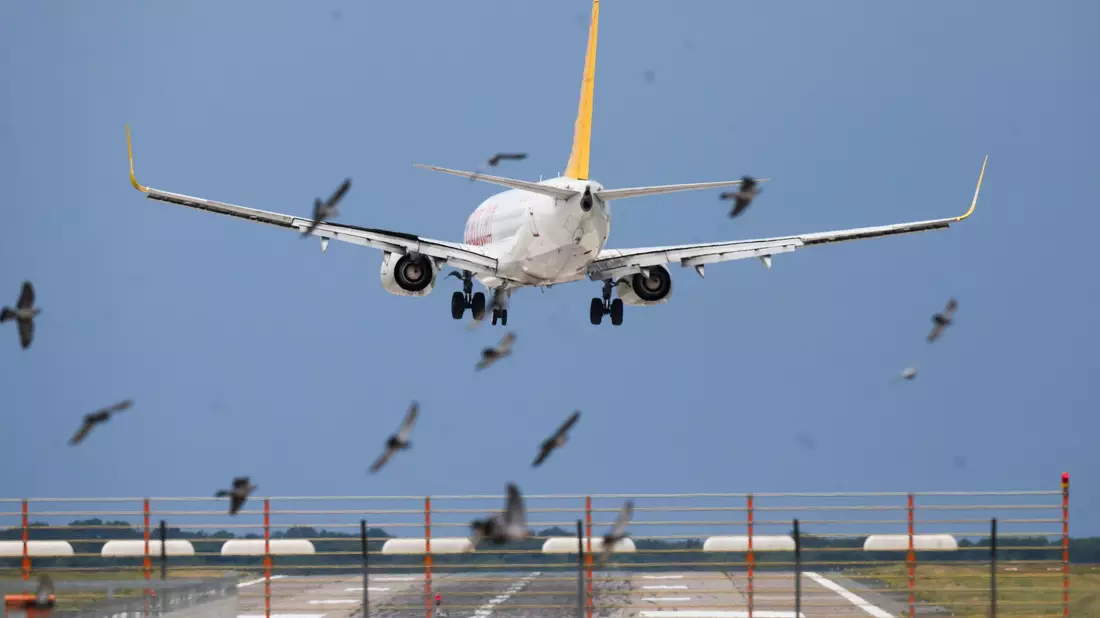 Ein Flugzeug von Pegasus Airlines landet  hinter einem Vogelschwarm in deutlicher Schräglage am Flughafen Hannover. - Bild: Julian Stratenschulte/dpa