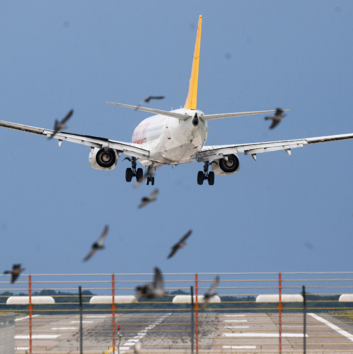 Ein Flugzeug von Pegasus Airlines landet  hinter einem Vogelschwarm in deutlicher Schräglage am Flughafen Hannover. - Foto: Julian Stratenschulte/dpa