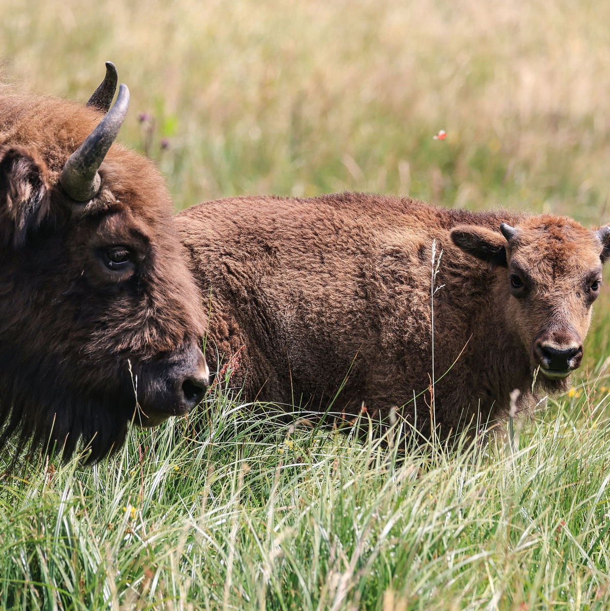 Wisente stehen in der Wildnis im Sauerland auf einer Wiese. - Foto: Oliver Berg/dpa