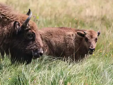 Wisente stehen in der Wildnis im Sauerland auf einer Wiese. - Foto: Oliver Berg/dpa