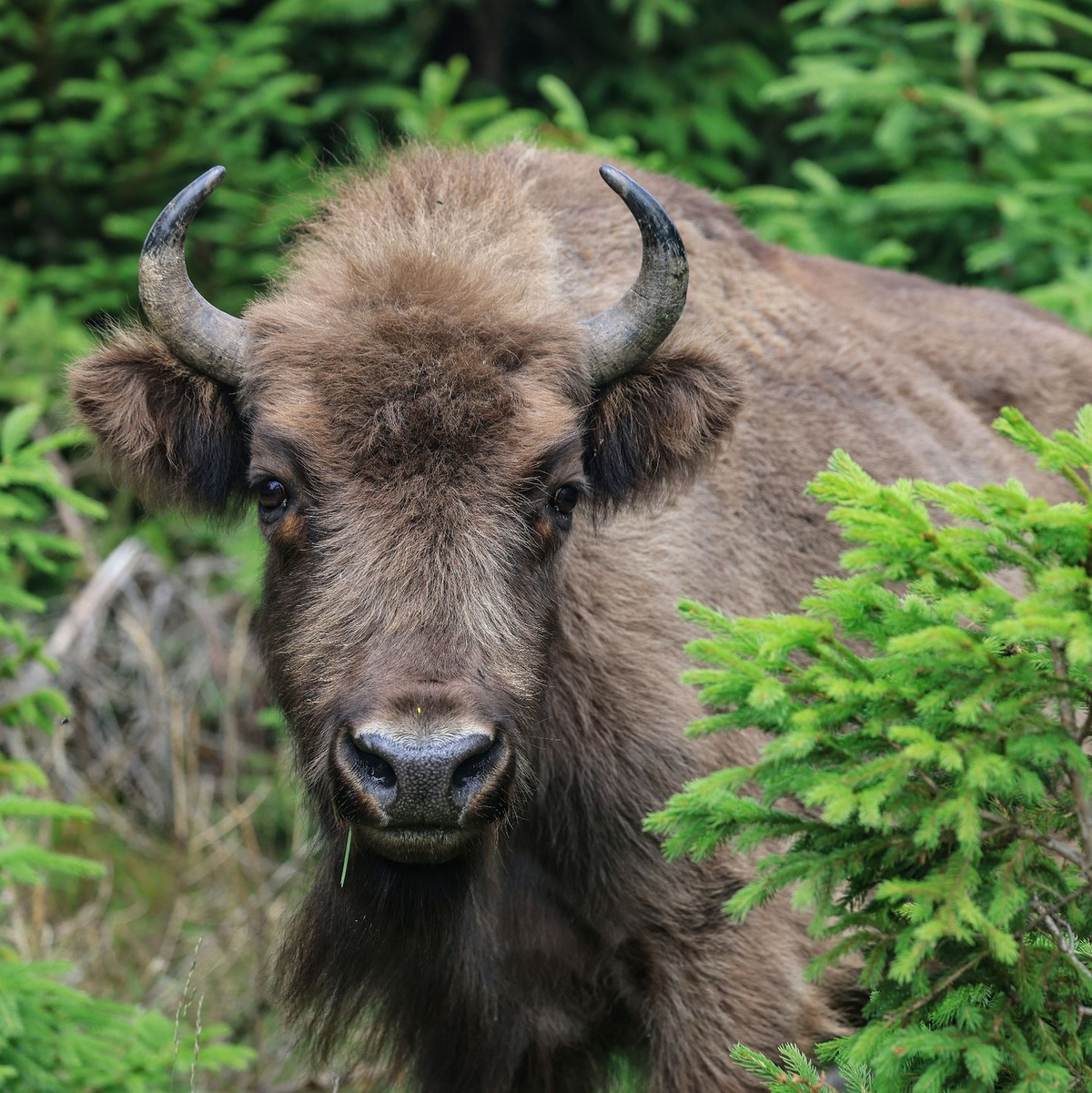 Die Wisente-Herde richtet auch Schäden an Bäumen an. - Foto: Oliver Berg/dpa