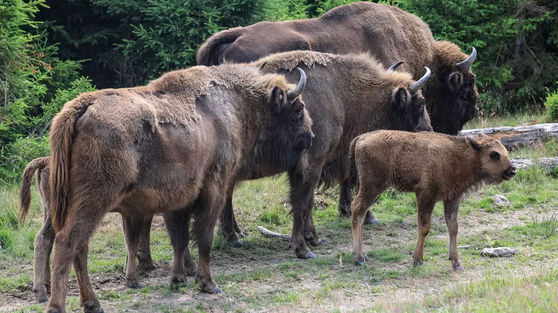 Vor zehn Jahren war eine achtköpfige Wisent-Herde im Wittgensteiner Land im Rothaargebirge freigesetzt worden. Inzwischen ist die Herde deutlich angewachsen und hat sich geteilt. - Bild: Oliver Berg/dpa