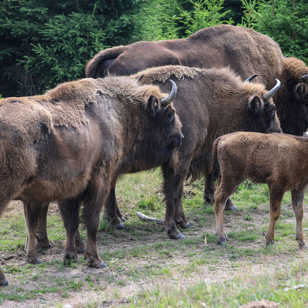 Vor zehn Jahren war eine achtköpfige Wisent-Herde im Wittgensteiner Land im Rothaargebirge freigesetzt worden. Inzwischen ist die Herde deutlich angewachsen und hat sich geteilt. - Foto: Oliver Berg/dpa