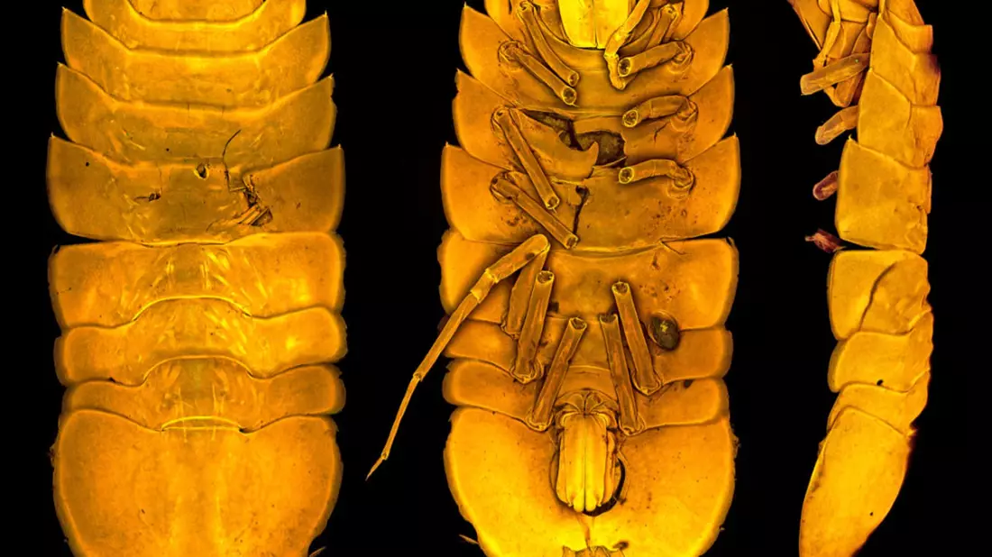 Die neu entdeckte Meeresassel Austroniscus brandtae, benannt nach der Frankfurter Meereswissenschaftlerin Angelika Brandt. - Bild: Terue Kihara/Senckenberg Gesellschaft für Naturforschung/dpa