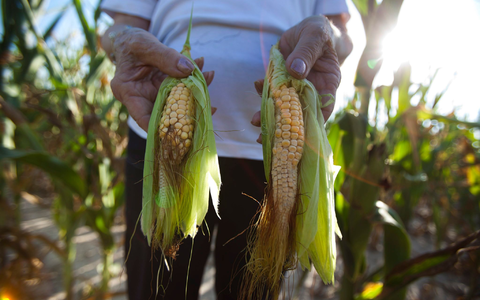 Bei ungünstigen Großwetterlagen hat es im Zeitraum 1960 bis 2014 in Ostasien bis zu sieben Prozent weniger Weizen und Mais in der Region gegeben. - Foto: Jim Lo Scalzo/EPA/dpa Bei ungünstigen Großwetterlagen hat es im Zeitraum 1960 bis 2014 in Ostasien bis zu sieben Prozent weniger Weizen und Mais in der Region gegeben. - Foto: Jim Lo Scalzo/EPA/dpa