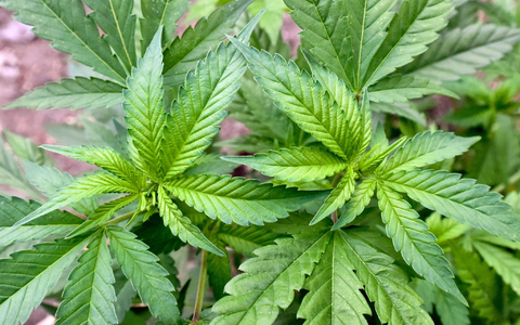 Die Ampel-Koalition will Cannabis mit genauen Regeln legalisieren. - Foto: Patrick Pleul/dpa