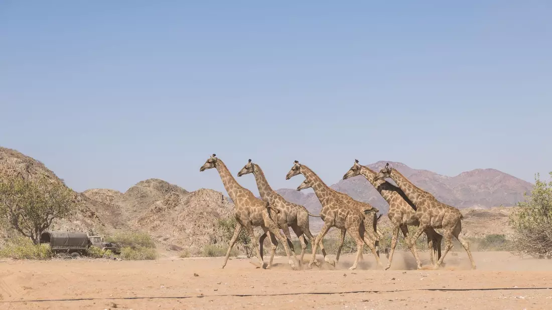 Die Giraffen wurden im Nationalpark ausgesetzt. - Bild: Casey Crafford/dpa