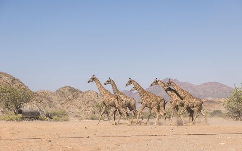 Die Giraffen wurden im Nationalpark ausgesetzt. - Foto: Casey Crafford/dpa