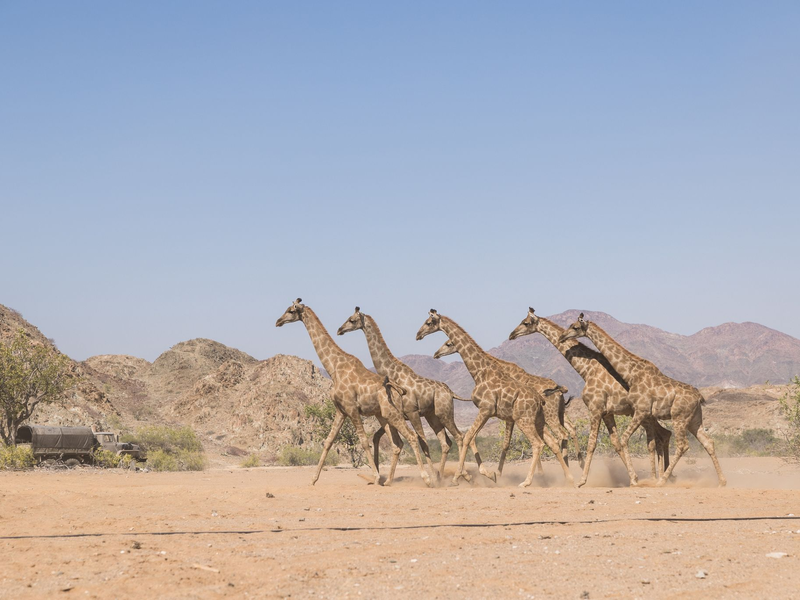 Die Giraffen wurden im Nationalpark ausgesetzt. - Foto: Casey Crafford/dpa