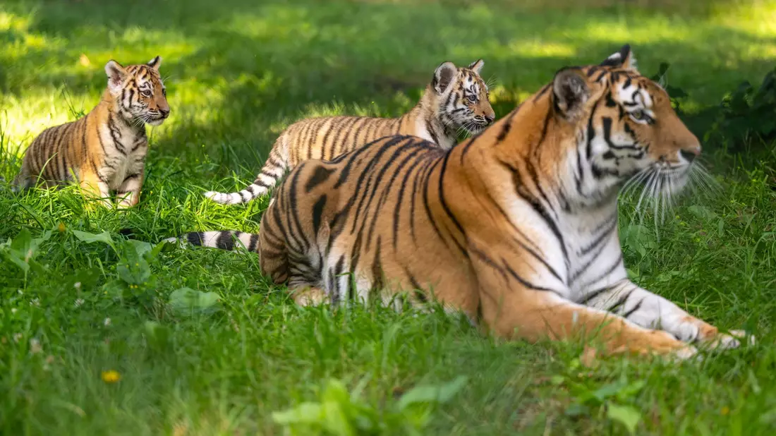 Die Sibirische Tigerdame Anastasia (6) spielt mit ihren beiden knapp drei Monate alten Jungtieren im Serengeti-Park. - Bild: Philipp Schulze/dpa