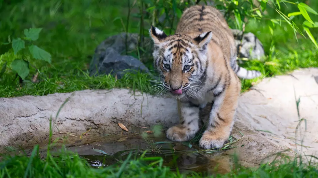Durstig: Einer der beiden knapp drei Monate alten Sibirischen Tiger schlabbert Wasser. - Bild: Philipp Schulze/dpa