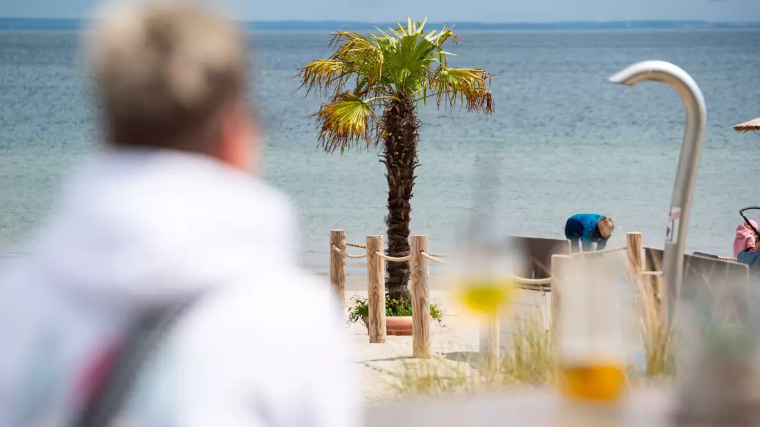 Mallorca oder doch Ostsee? Palmen sollen für mehr Urlaubsgefühl sorgen. - Bild: Jonas Walzberg/dpa