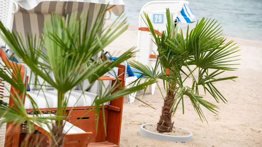 Die Palmen am Strand sorgen für Aufsehen bei Urlaubern. - Bild: Jonas Walzberg/dpa