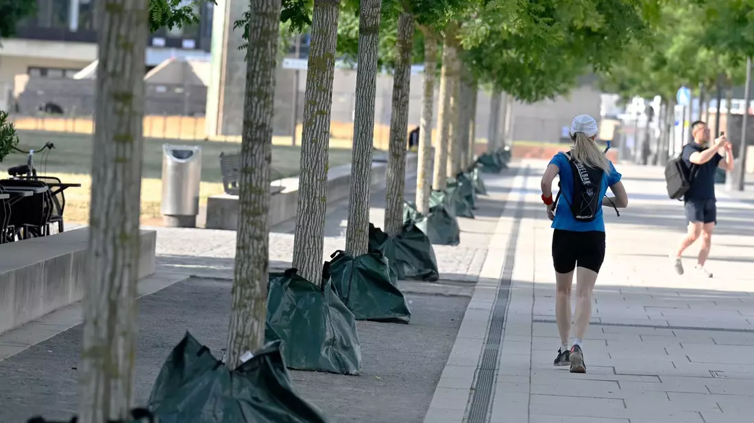 Mit Wassersäcken versucht die Stadt Köln, den Bäumen am Rheinboulevard bei den aktuell hohen Temperaturen zu helfen. - Bild: Roberto Pfeil/dpa