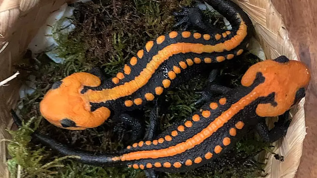 Krokodilmolche der Art Tylototriton ngoclinhensis. - Bild: Prof. Dr. Tao Thien Nguyen/-/dpa