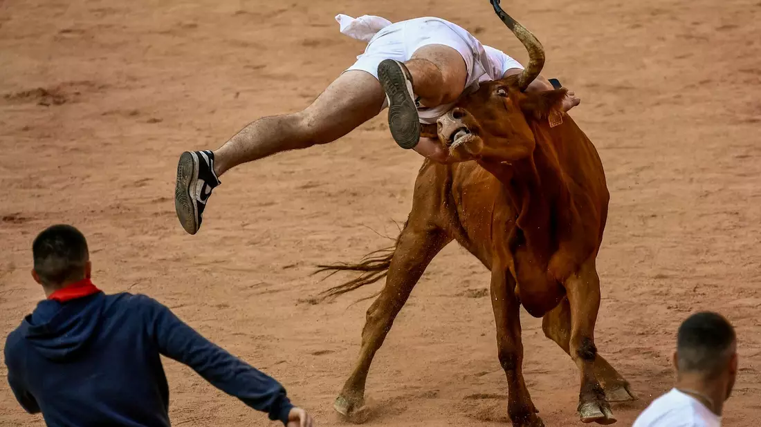 Ein Feiernder wird am Ende des vierten Stiertreibens in Pamplona von einer Kuh  auf die Hörner genommen. - Bild: Alvaro Barrientos/AP