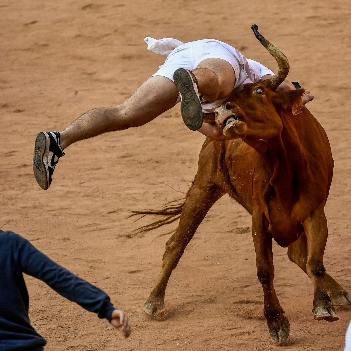 Ein Feiernder wird am Ende des vierten Stiertreibens in Pamplona von einer Kuh  auf die Hörner genommen. - Foto: Alvaro Barrientos/AP