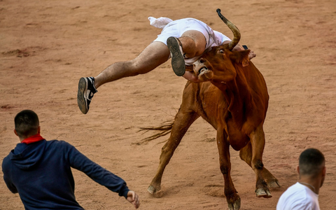 Ein Feiernder wird am Ende des vierten Stiertreibens in Pamplona von einer Kuh auf die Hörner genommen. - Foto: Alvaro Barrientos/AP Ein Feiernder wird am Ende des vierten Stiertreibens in Pamplona von einer Kuh auf die Hörner genommen. - Foto: Alvaro Barrientos/AP