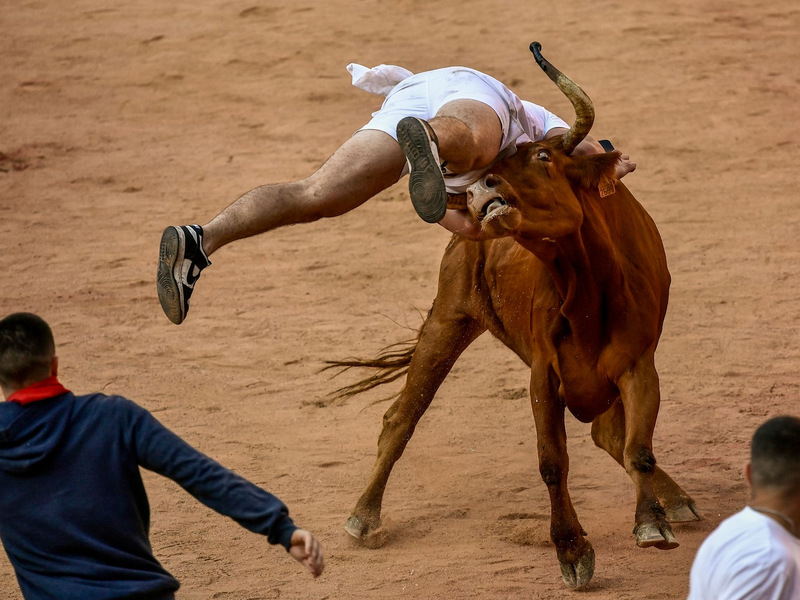 Ein Feiernder wird am Ende des vierten Stiertreibens in Pamplona von einer Kuh auf die Hörner genommen. - Foto: Alvaro Barrientos/AP
