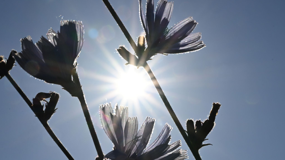 Allein Deutschland hatte im Sommer 2022 laut einer neuen Studie 8173 Toten Hitzeopfer zu beklagen (Symbolbild). - Foto: Felix Kästle/dpa