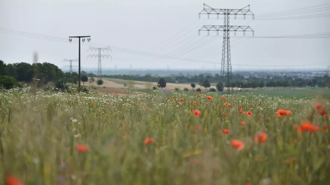 Klatschmohn blüht auf einem Feld in der Magdeburger Börde. - Bild: Simon Kremer/dpa