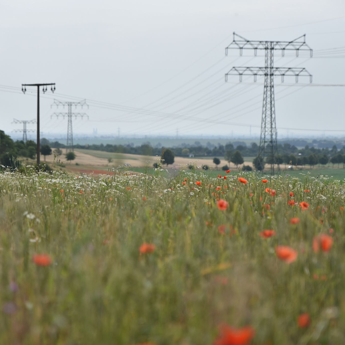 Klatschmohn blüht auf einem Feld in der Magdeburger Börde. - Foto: Simon Kremer/dpa