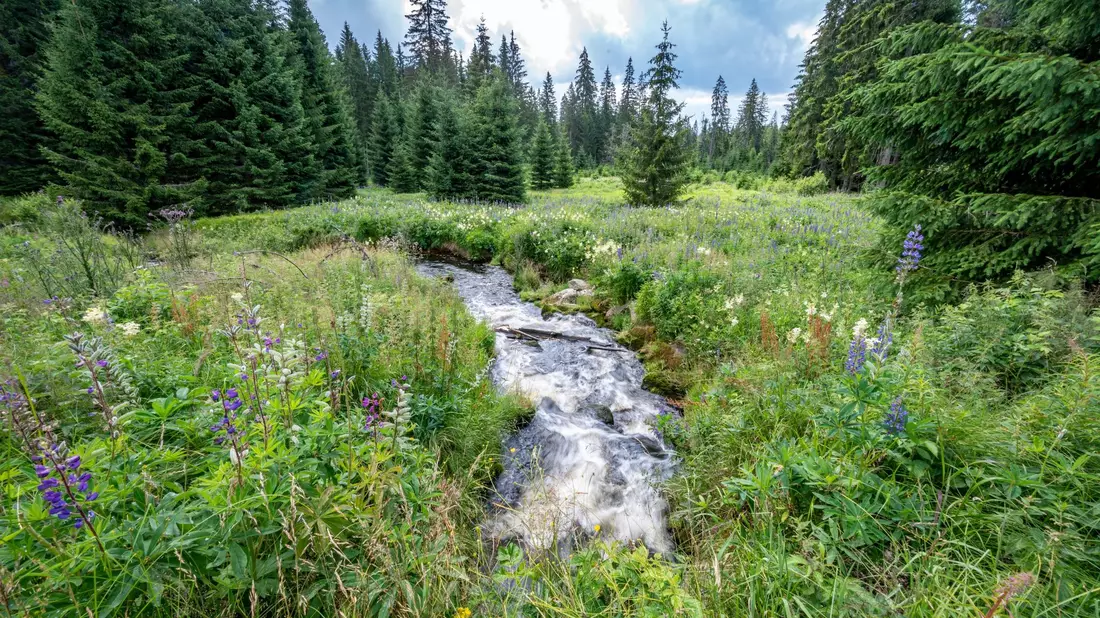 Die Hammerklause in dem Erweiterungsgebiet des Nationalparks Bayerischer Wald. Der Nationalpark Bayerischer Wald ist der größte Waldnationalpark in Deutschland. - Bild: Armin Weigel/dpa