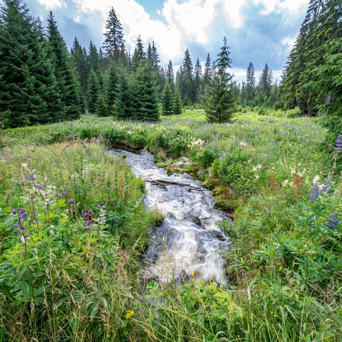 Zu den strengen Naturschutzgebieten gehört in Deutschland unter anderem der Nationalpark Bayerischer Wald. - Foto: Armin Weigel/dpa