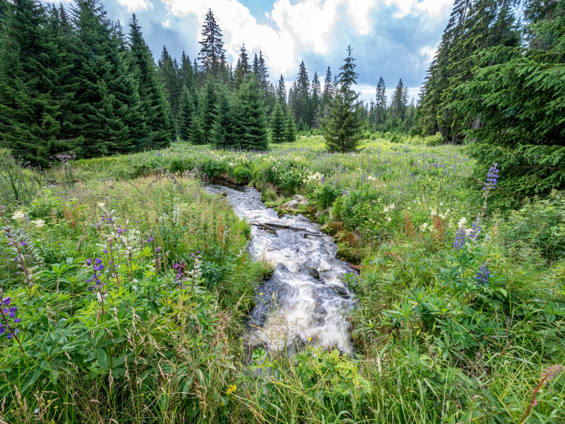 Die Hammerklause in dem Erweiterungsgebiet des Nationalparks Bayerischer Wald. Der Nationalpark Bayerischer Wald ist der größte Waldnationalpark in Deutschland. - Foto: Armin Weigel/dpa