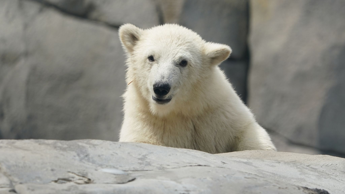 Die kleine Eisbärin steht im Wasserbecken und schüttelt ihr Fell. - Foto: Marcus Brandt/dpa