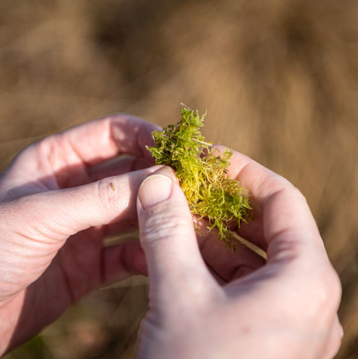 Bauernverbände haben die Sorge, dass Landwirte durch Vorgaben zu sehr eingeschränkt werden könnten. - Foto: Sina Schuldt/dpa