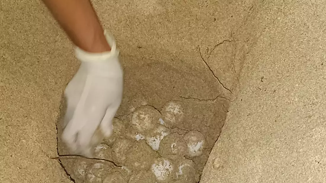 Das Bild zeigt das Nest einer Unechten Karettschildkröte am Strand auf Mallorca. - Bild: CAIB/dpa