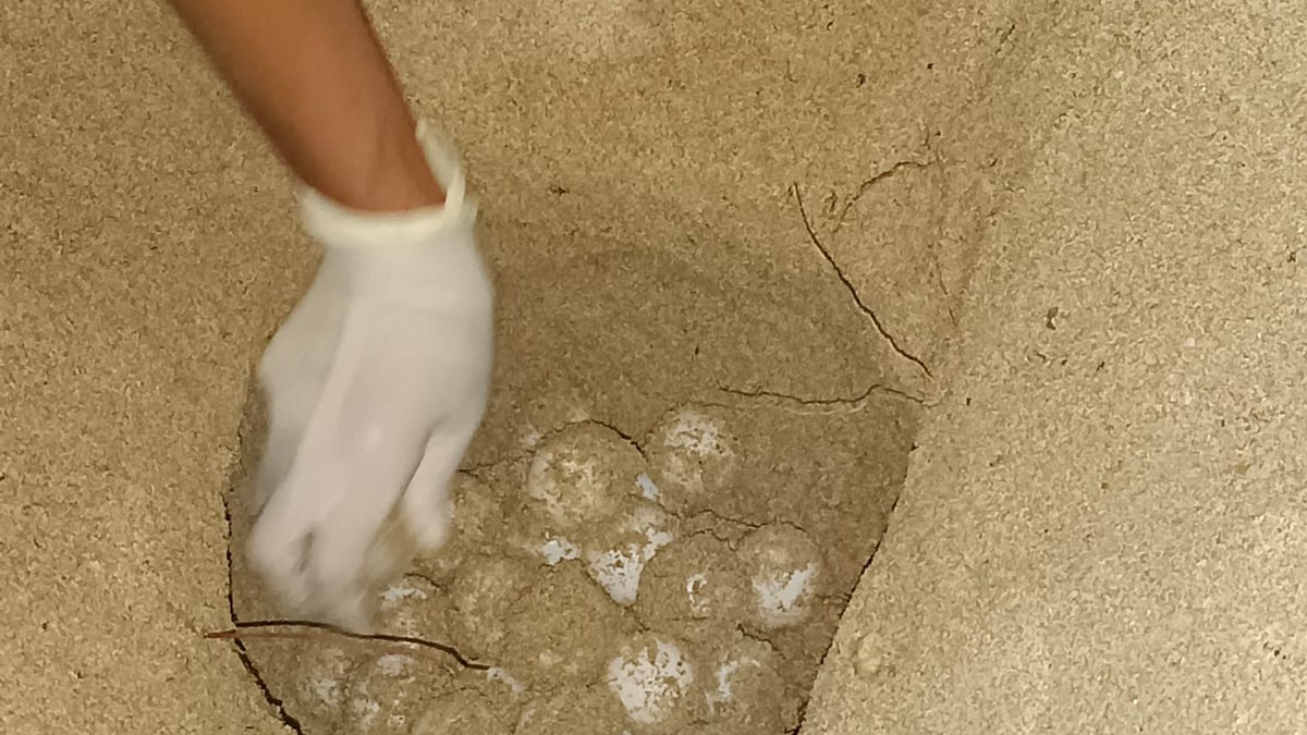 Das Bild zeigt das Nest einer Unechten Karettschildkröte am Strand auf Mallorca. - Foto: CAIB/dpa