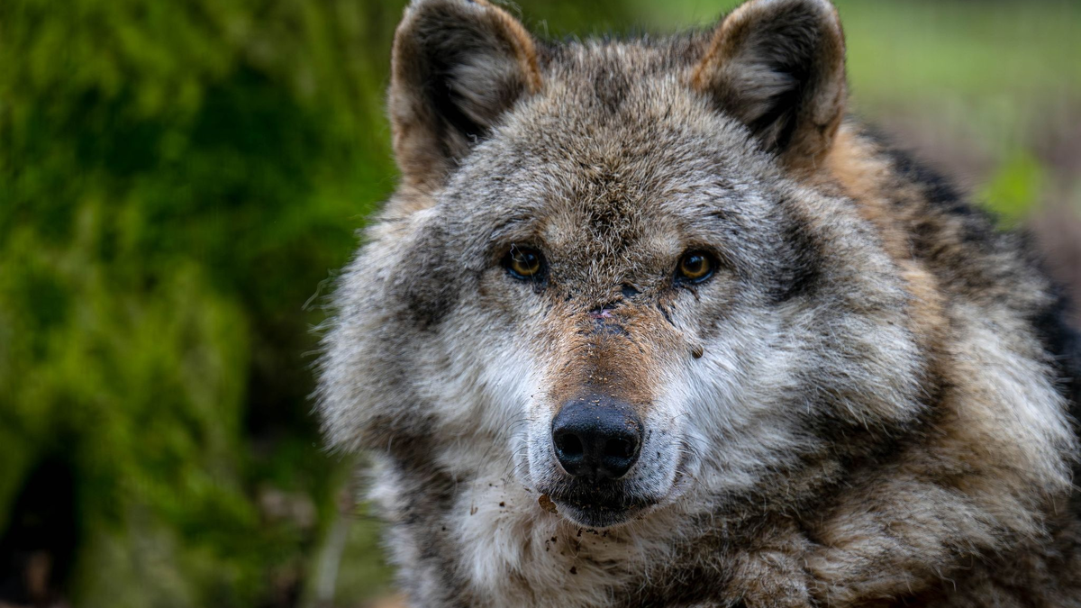 In der Nähe von Hannover ist ein Wolf getötet und zerstückelt worden (Symbolbild). - Foto: Sina Schuldt/dpa