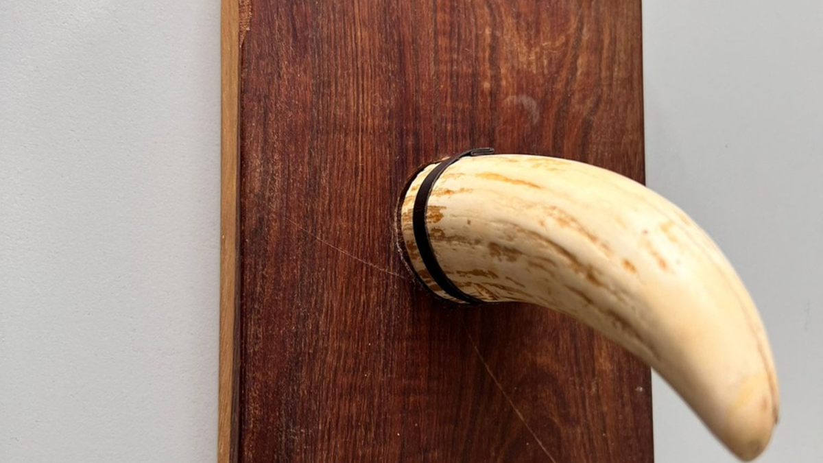 HZA-P: Zoll stoppt am Flughafen Berlin Brandenburg Reisende mit 60 cm langem Walrossstoßzahn im Gepäck / Geschenk des Vaters beschlagnahmt - Foto: presseportal.de