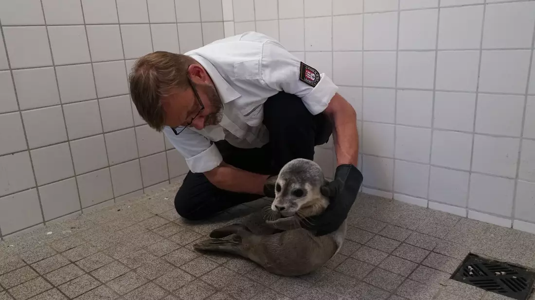 Hamburgs Schwanenvater Olaf Nieß untersucht den jungen Heuler. - Bild: Frank Bründel/citynewstv/dpa
