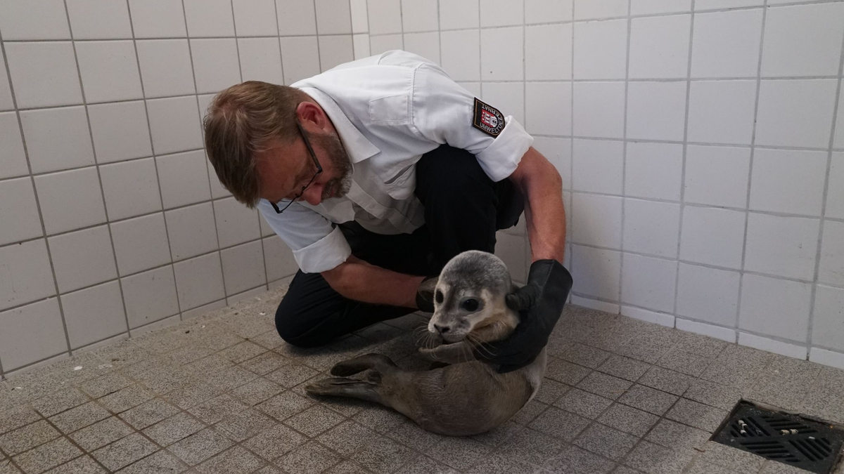 Hamburgs Schwanenvater Olaf Nieß untersucht den jungen Heuler. - Foto: Frank Bründel/citynewstv/dpa
