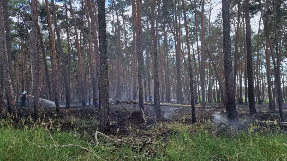Feuerwehrleute löschen Glutnester eines Brandes in der Nähe von Bad Belzig in Brandenburg. - Bild: Cevin Dettlaff/dpa