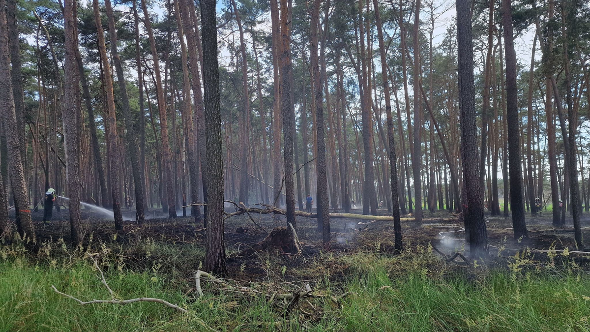 Feuerwehrleute löschen Glutnester eines Brandes in der Nähe von Bad Belzig in Brandenburg. - Foto: Cevin Dettlaff/dpa