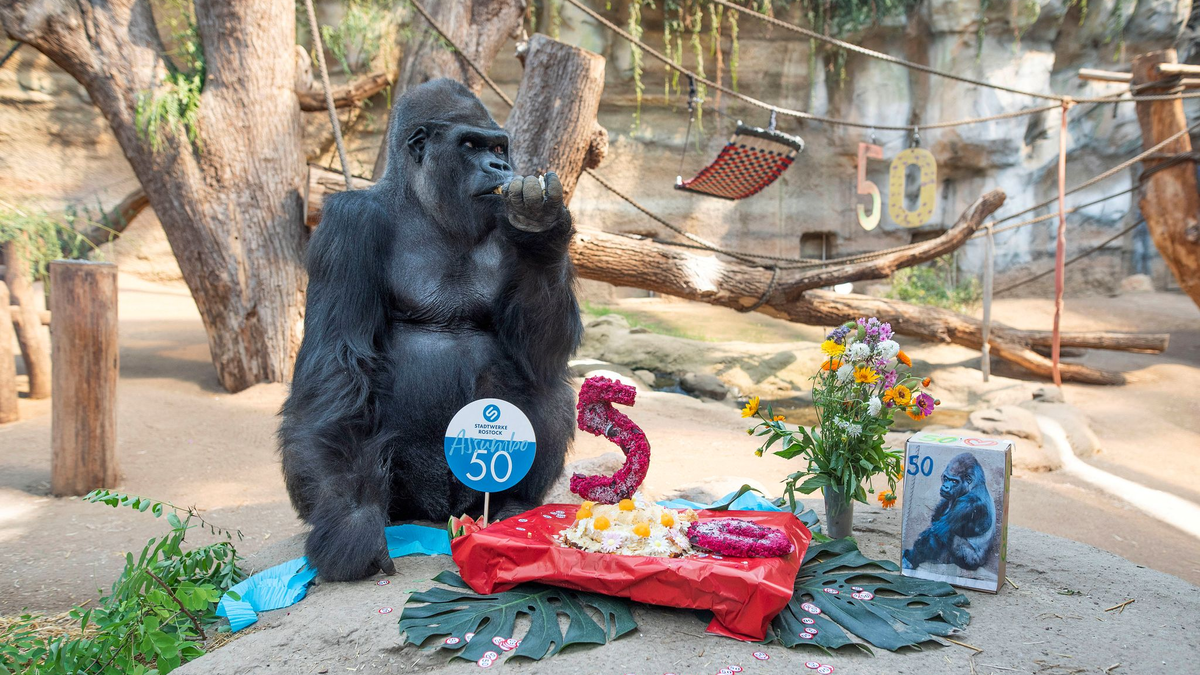 Der Gorilla Assumbo verspeist im Darwineum des  Rostocker Zoos seine Geburtstagstorte. - Foto: Frank Hormann/dpa