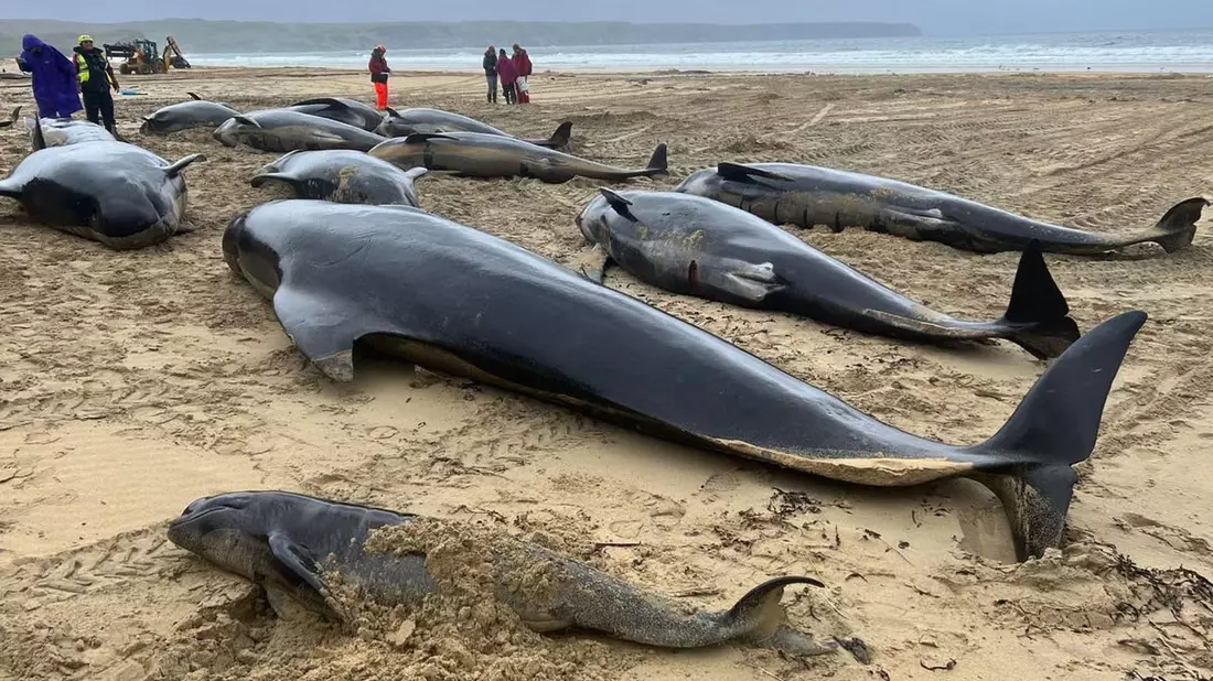 Warum die Grindwale auf der Isle of Lewis gestrandet sind, ist bislang noch nicht geklärt. - Bild: Mairi Robertson-Carrey/Cristina /PA Media/dpa