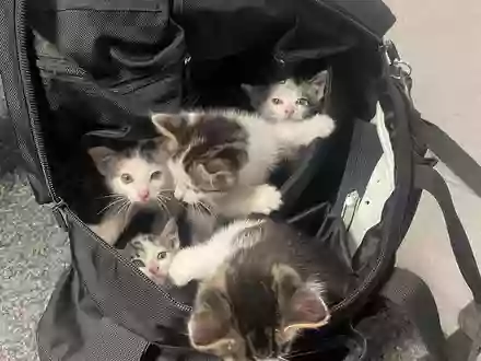 POL-PDKH: Aufgefundene Katzenbabys - Foto: presseportal.de
